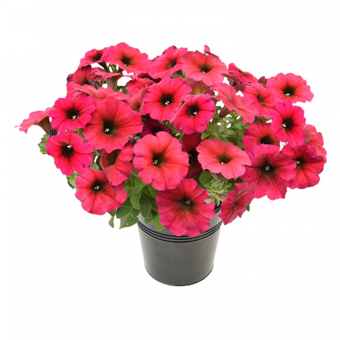 Петхоа Chameletunia® Bordeaux (13шт.) МАРТ