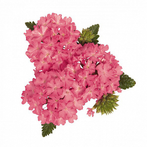 Вербена Empress Sun Pink