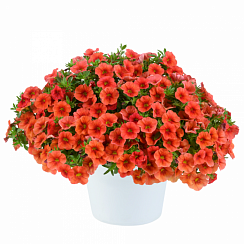 Калибрахоа COLIBRI™ Tangerine