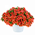 Калибрахоа COLIBRI™ Tangerine