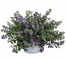 Бакопа Double Indigo (13 шт.) МАРТ