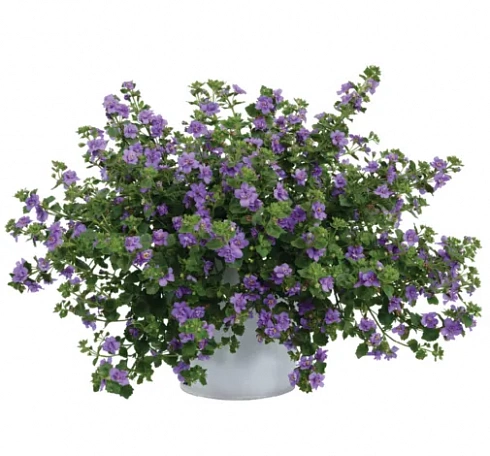 Бакопа Double Indigo (13 шт.) МАРТ