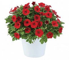 Петуния Littletunia Bright Red