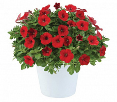 Петуния Littletunia Bright Red