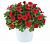 Петуния Littletunia Bright Red
