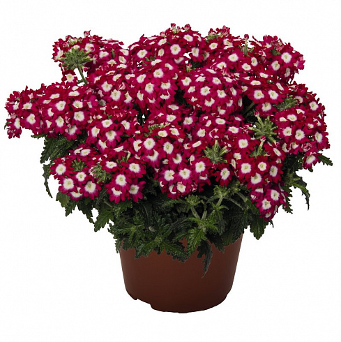 Вербена Empress Flair Dark Red Charme