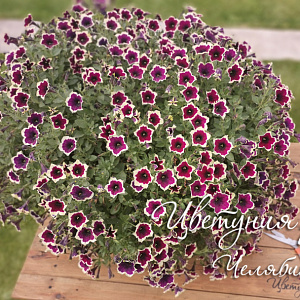Петуния Cascadias Rim Magenta