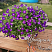 Петуния Blanket Violet  (13шт.) (от сохраненных маточных растений) МАРТ