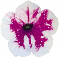 Петуния ALPETUNIA PURPLE WHITE SKY