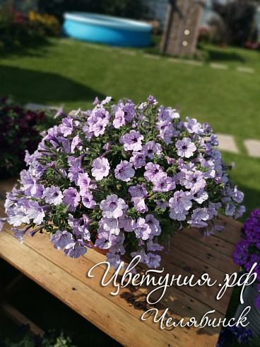 Петуния Lavander Sky