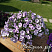 Петуния Lavander Sky