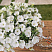 Петуния Cascadias Iceberg
