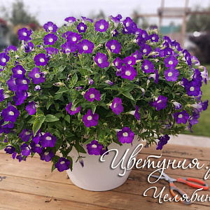 Петуния Blanket Violet