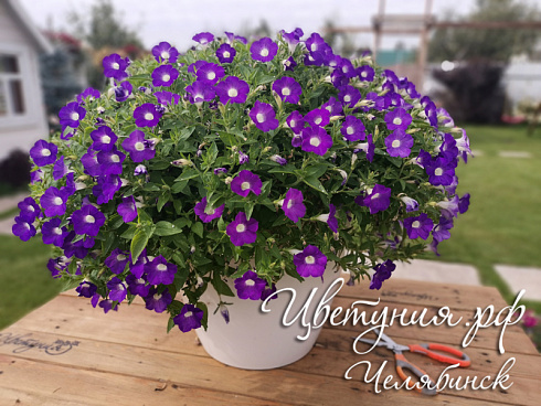 Петуния Blanket Violet