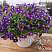 Петуния Blanket Violet