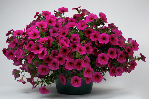 Chameletunia® Purple (Petchoa BeautiCal)