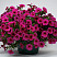Chameletunia® Purple (Petchoa BeautiCal)