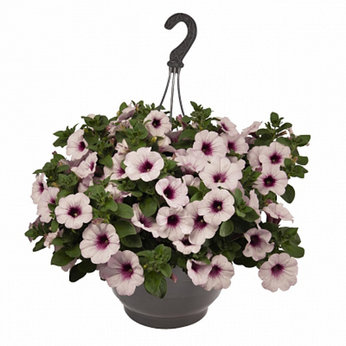 Петуния Surprise White Orchid