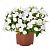 Калибрахоа Aloha Double White