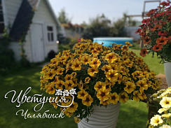 Петхоа Chameletunia® Caramel Yellow (Petchoa BeautiCal) (13шт.) МАРТ