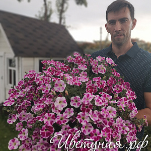 Петуния Cranberry Blast