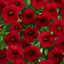 Калибрахоа Calita Compact Red (13шт.) МАРТ