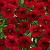 Калибрахоа Calita Compact Red (13шт.) МАРТ