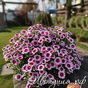 Калибрахоа Aloha Nani Tiki Pink