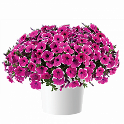 Петуния CASCADIAS™ Rim Cherry Improved