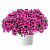 Петуния CASCADIAS™ Rim Cherry Improved
