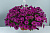 Остеосперум ампельный Plaisir® Purple