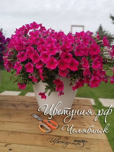 Петуния Fanfare Hot Rose