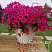 Петуния Fanfare Hot Rose