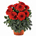 Георгина Hypnotica® Red