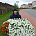 Петуния Fanfare White
