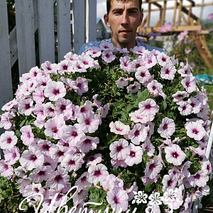 Петуния Surprise White Orchid