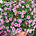 Калибрахоа MiniFamous Uno Double Pink Tastic