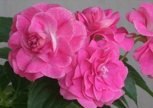 Бальзамин Fiesta Stardust Pink