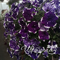 Петуния AlpeTunia Glacier Sky