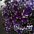 Петуния AlpeTunia Glacier Sky