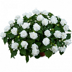 Бальзамин Уоллера Musica Pure White (13шт.) МАРТ