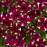 Петуния Cascadias Bicolor Cabernet (13шт.) АПРЕЛЬ