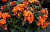 Бегония Bellavista Deep Orange