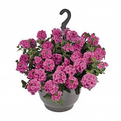 Вербена Empress Sun Pink (13 шт.) МАРТ