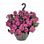 Вербена Empress Sun Pink (13 шт.) МАРТ