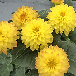 Георгинf Labella Piccolo Yellow