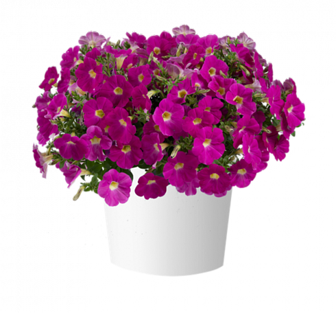 Петуния Cascadias Rose