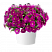 Петуния Cascadias Rose