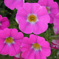 Петхоа SuperCal® Pink