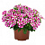 Петуния Sweetunia® Hot Pink Touch 2025 (13 шт.) АПРЕЛЬ